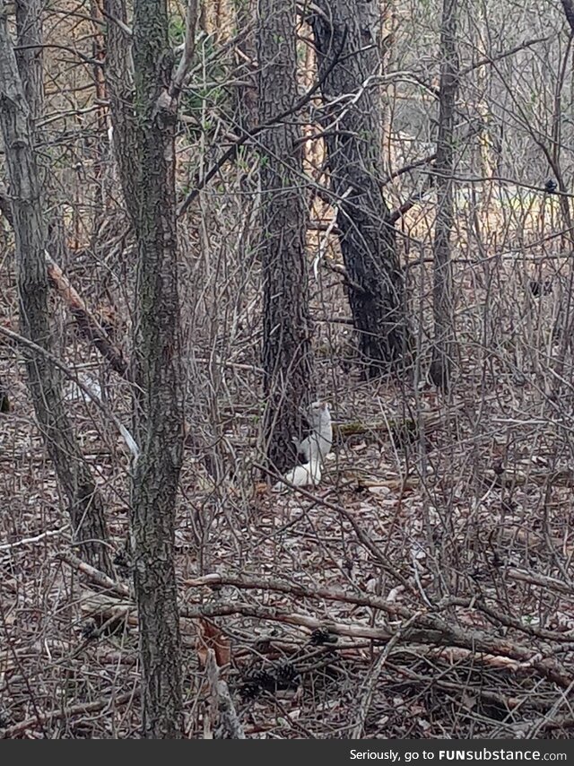 Finally got a picture of the albino squirrel that was in my area