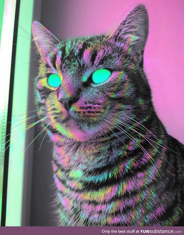 Trippy cat