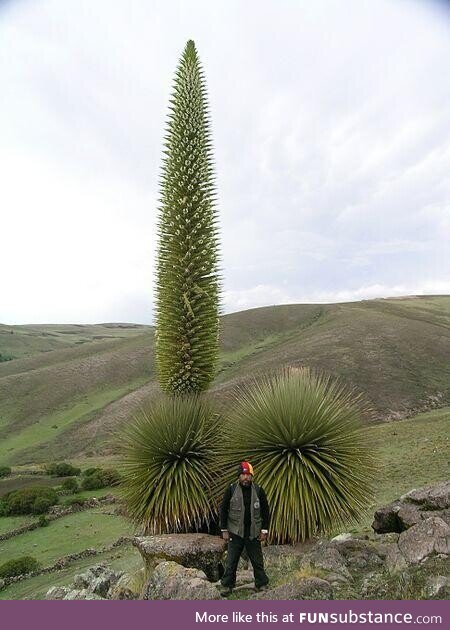 Queen of the Andes