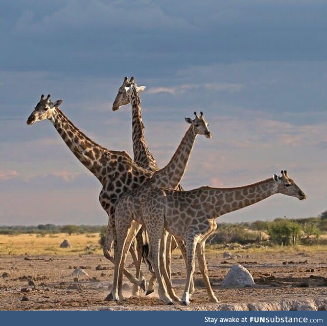 Swiss army giraffes