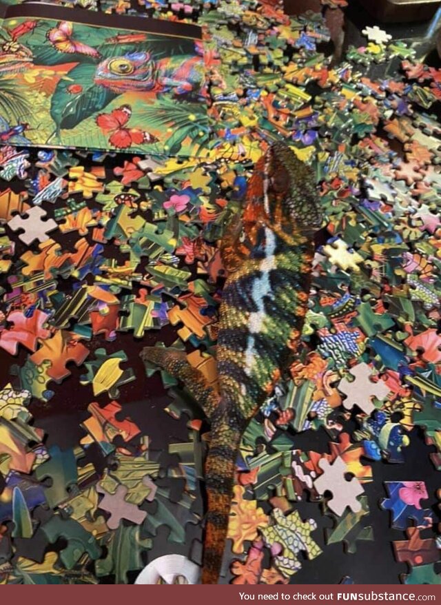 This chameleon on a chameleon puzzle