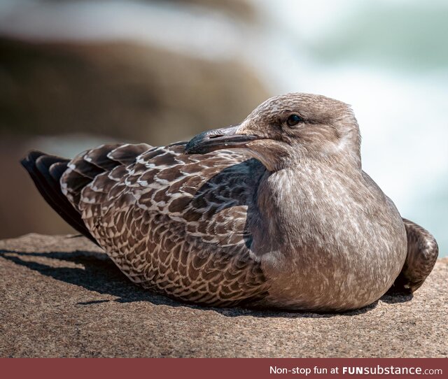 Seagulls in Acadia are super chill