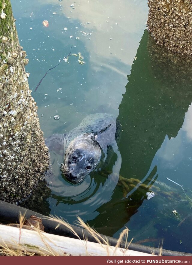 [OC] Saw a sea lion pup at work today. Chilling on the chains before crab diving