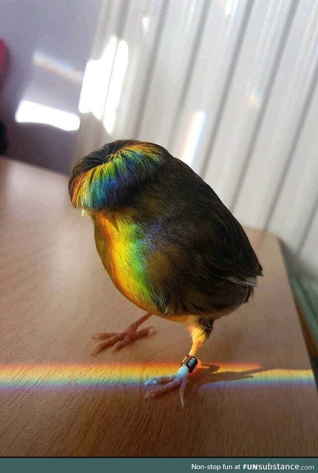 Look at this bad ass birb