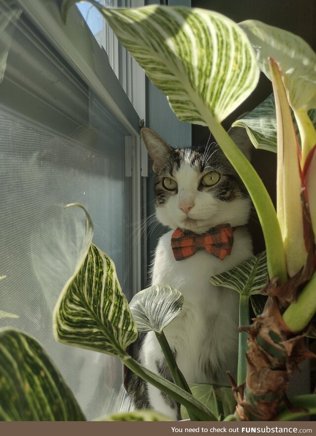 I got this picture yesterday of my cat sitting in the kitchen window