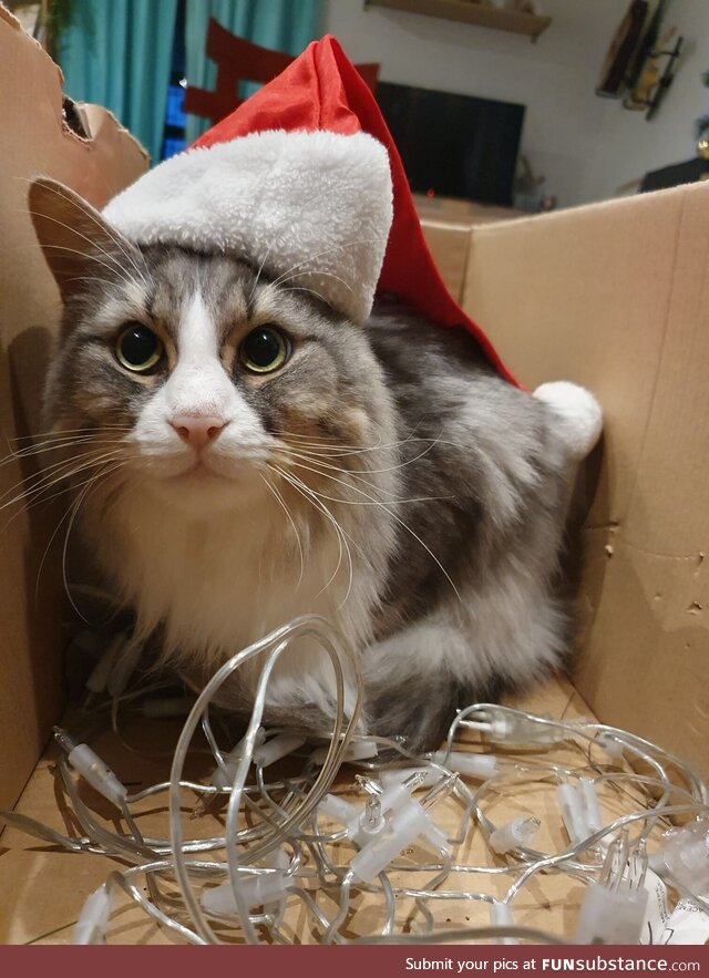 Brace yourself, christmas cat is coming