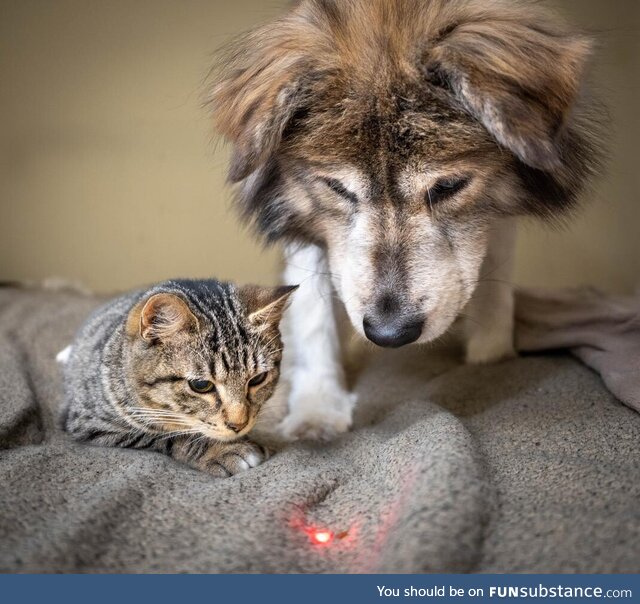 Alex and Lucy have been feverishly chasing the red dot from the laser pointer together