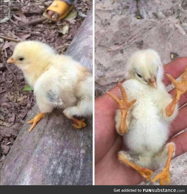 Chicken with genetic defect