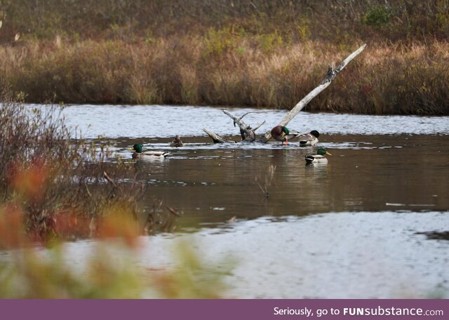 Just some ducks chilling