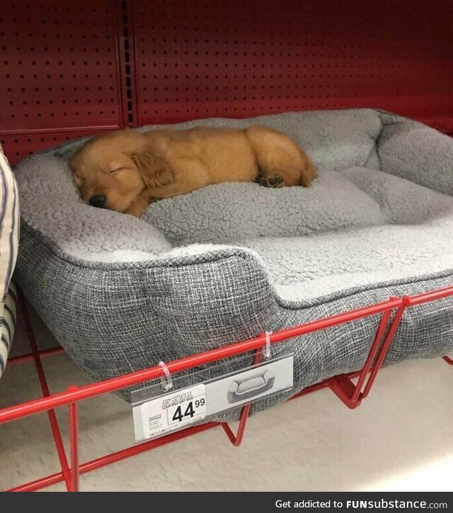 Just a regular bed shopping