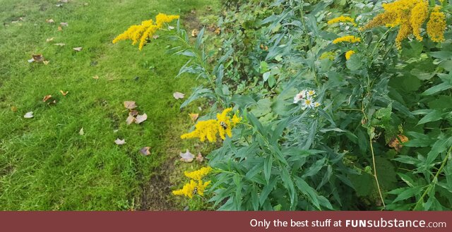 Some bees asleep on a goldenrod on a cold fall morning