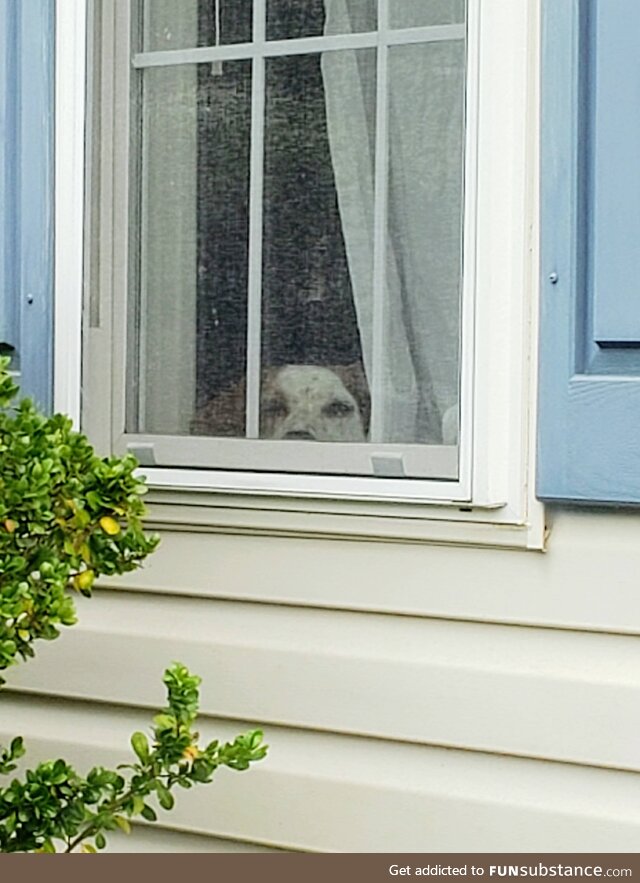 Our dog watching us leave him at home