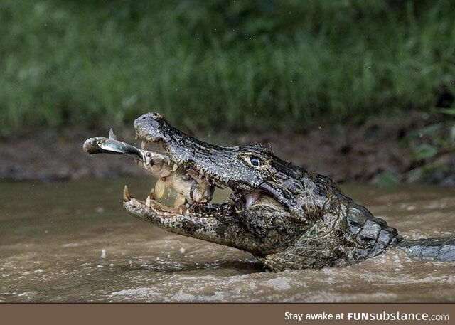 Crocodile eating fish eating another fish