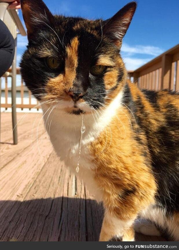 Pictures, My 24 year old cat, who loves sunshine and drools when she purrs