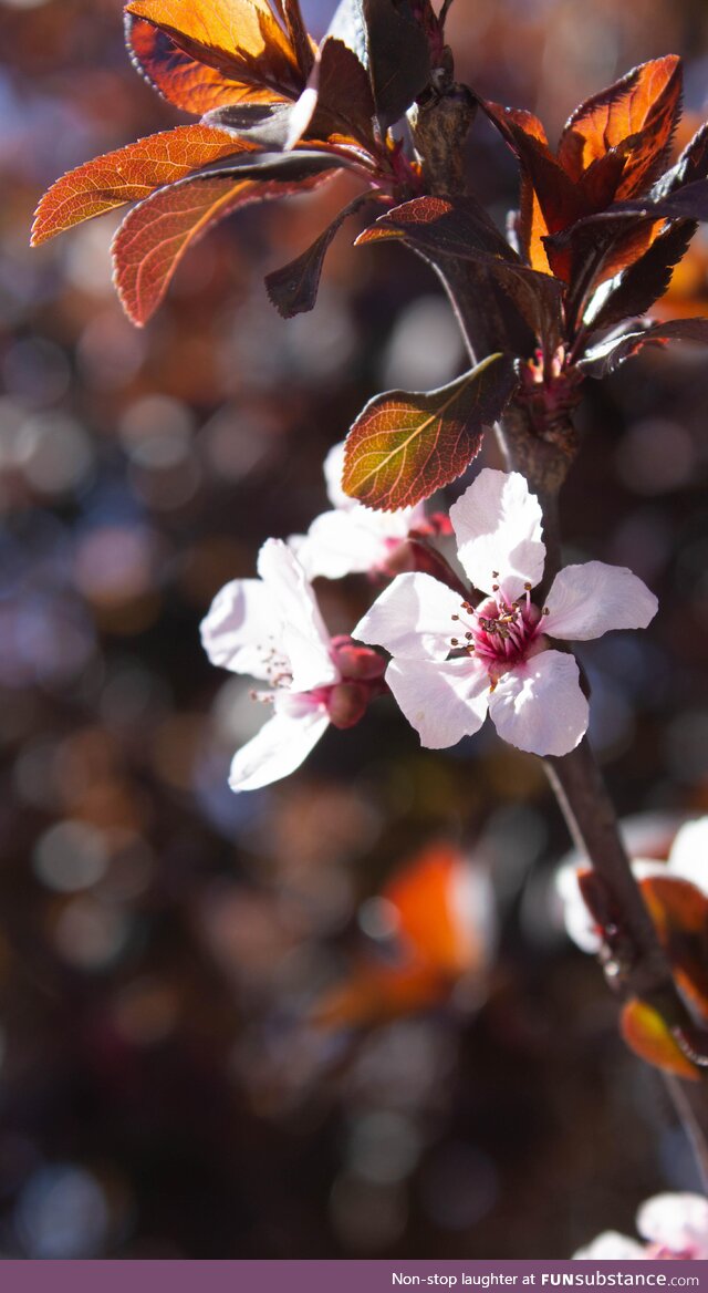 Got a nice pic of a flower on a tree