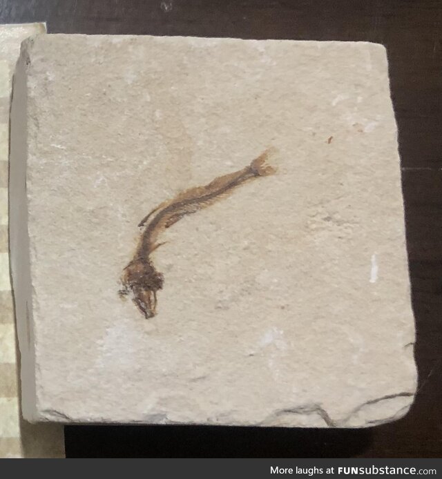 Picture of a 100 million year old fish fossil from Jbeil, Lebanon