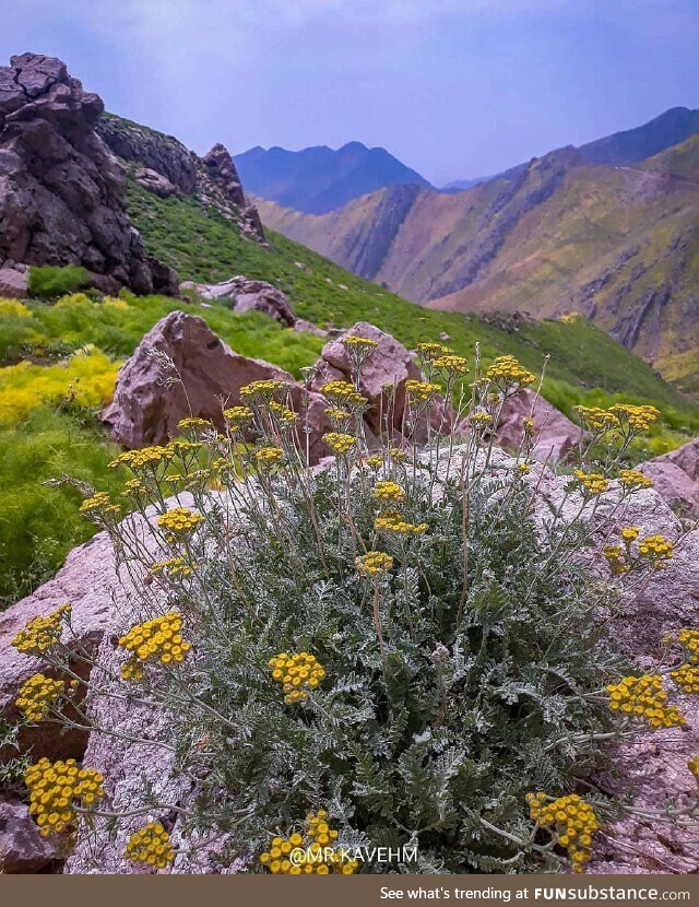 Dalani, paveh, kermanshah, iran