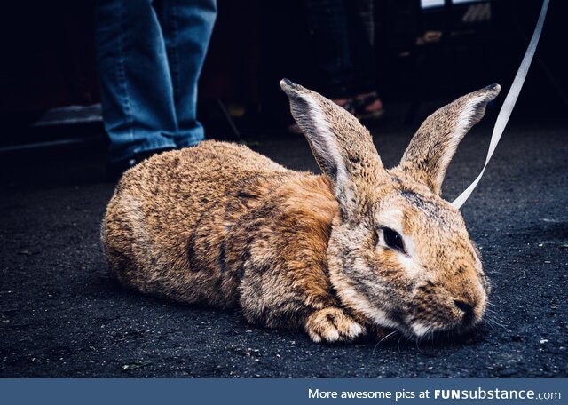 And some days you see a big old rabbit at the farmers market (oc)