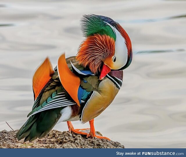 Male mandarin duck preening