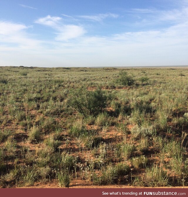 Enjoy the New Mexico desert in bloom. Near Jal, NM