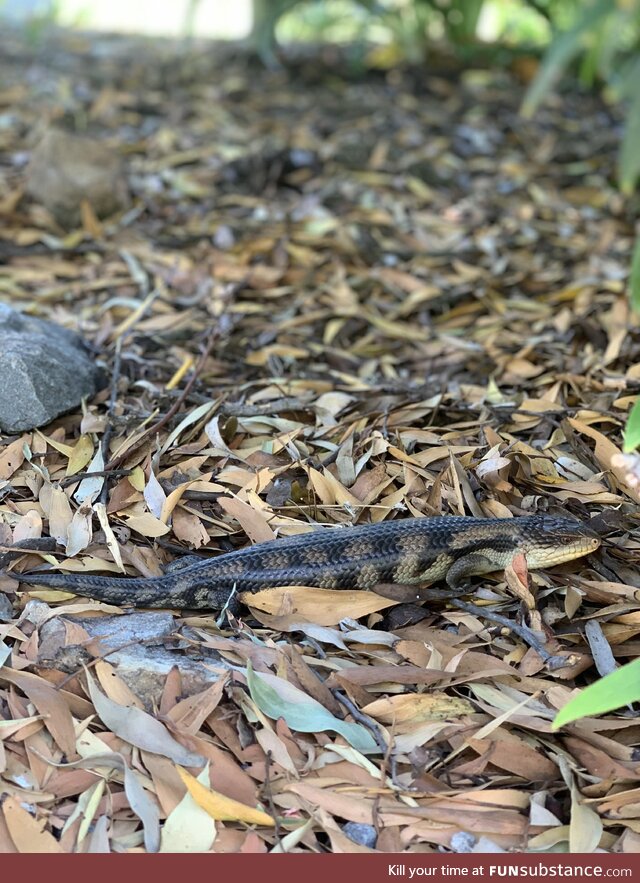 Blue tongue lizard taking a break from the sun