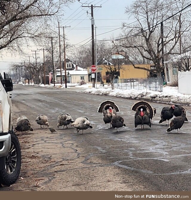 The neighborhood turkey ganng has adopted a quail into the group. It's been over a month!