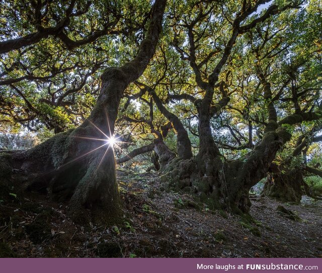 The famous Fanal Forest without the foggy veil it's usually known for