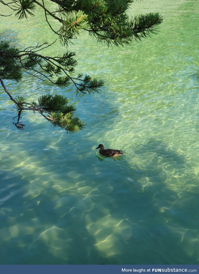 A mallard in Vättern, a Swedish lake [OC]