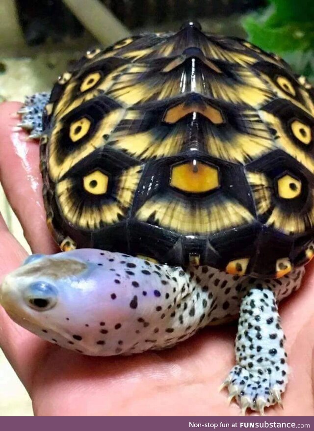 Diamondback terrapin