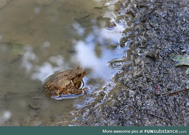 [OC] A tiny toad in a puddle