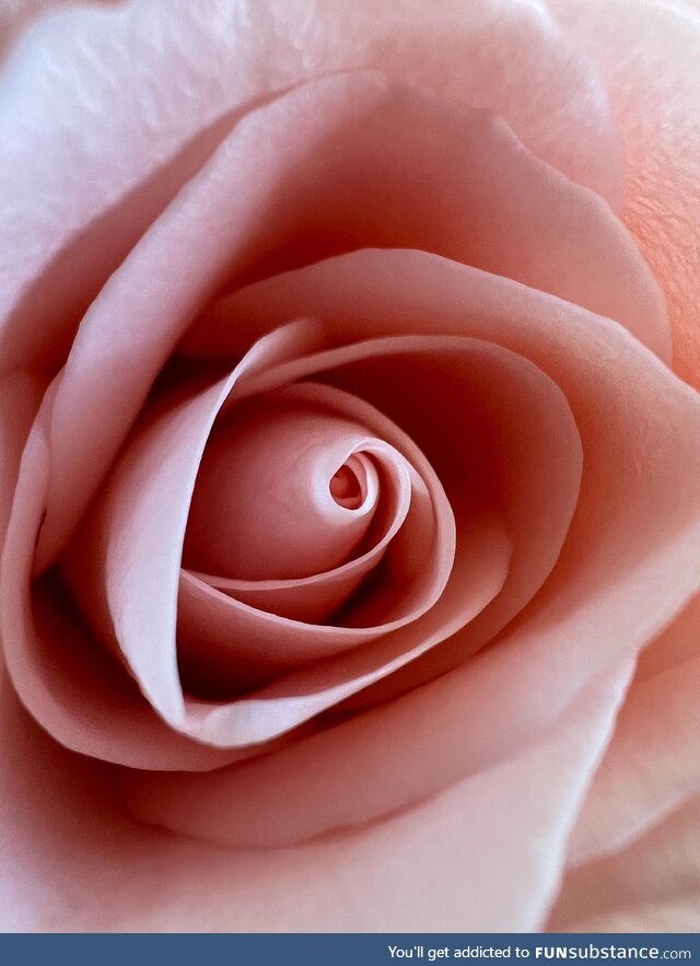 [OC] A pink Rose…