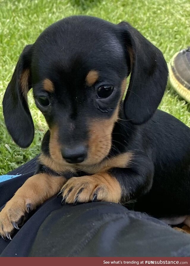 Introducing Ellie. Our 10 month old miniature dachshund!