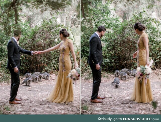 A family of raccoons photobombed a wedding photo shoot