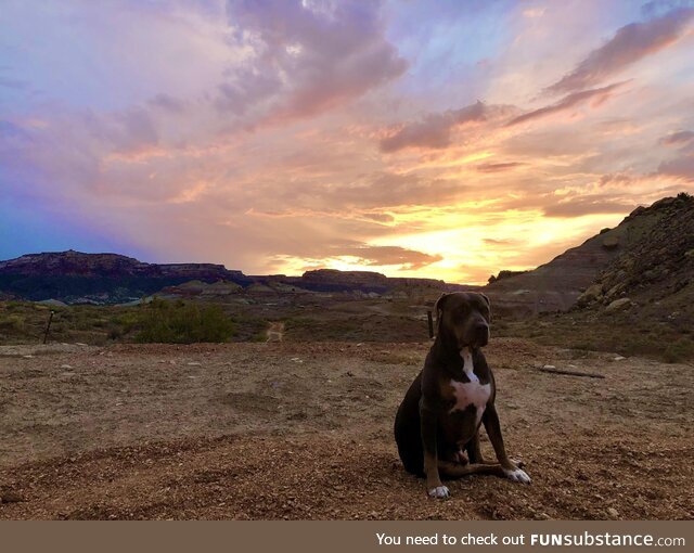 Sunset doggo