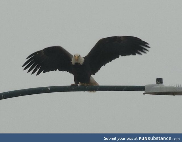 Bald Eagle in Colorado today