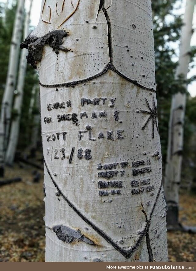 Arborglyph, found deep in Dixie National Forest, Utah USA. Believe they did not survive