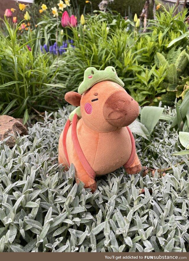 Capybara with Frog Hat