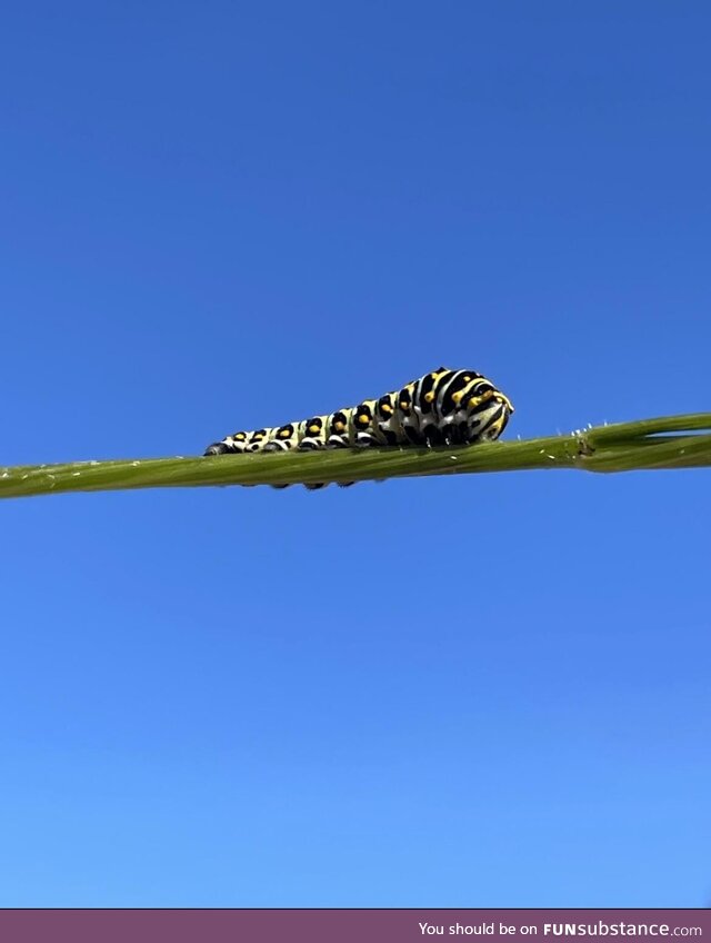 Just a caterpillar