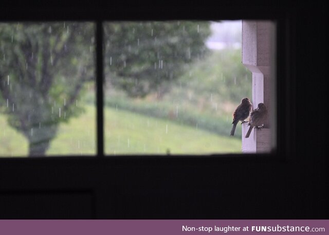 Two birds riding out the storm together [OC]