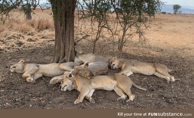 Sleeping lions