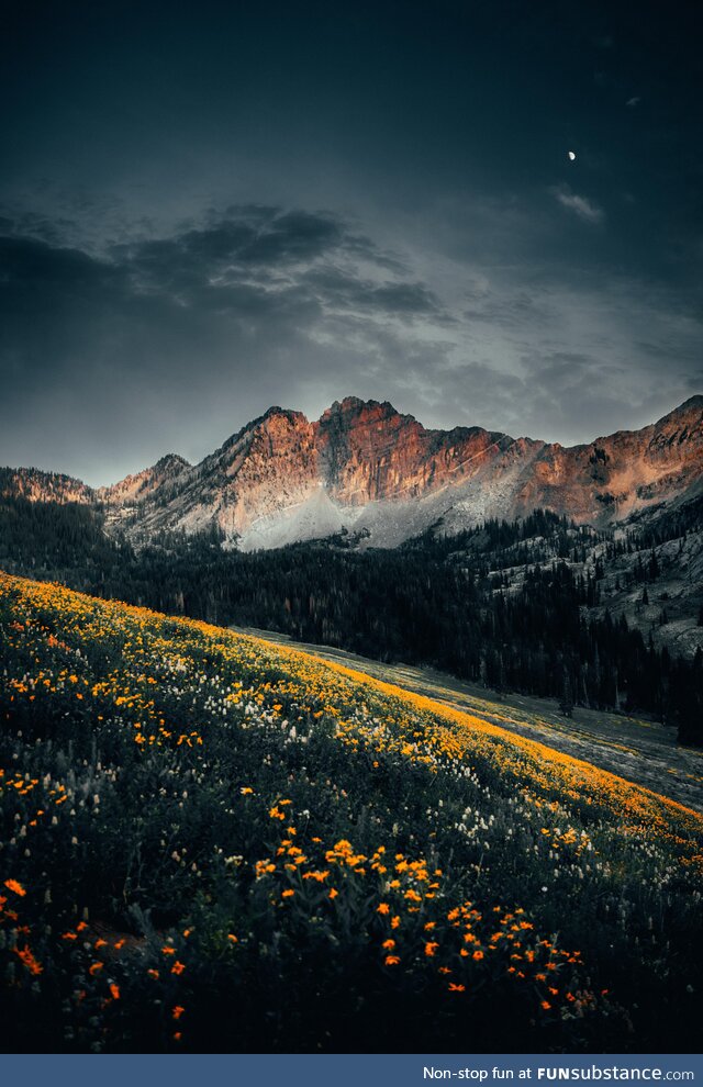 Wildflowers in Utah, USA!