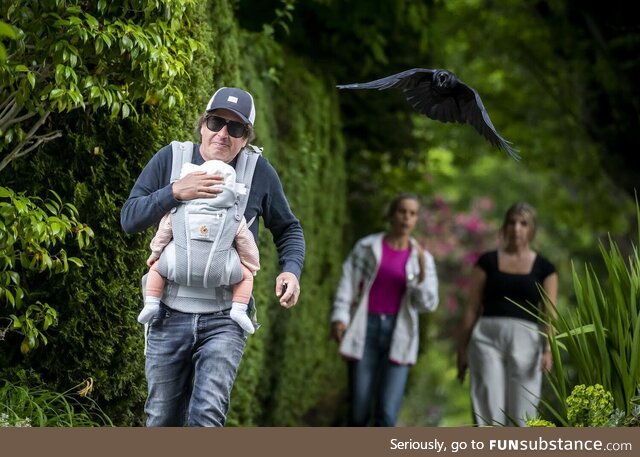 This crow attacking a dad