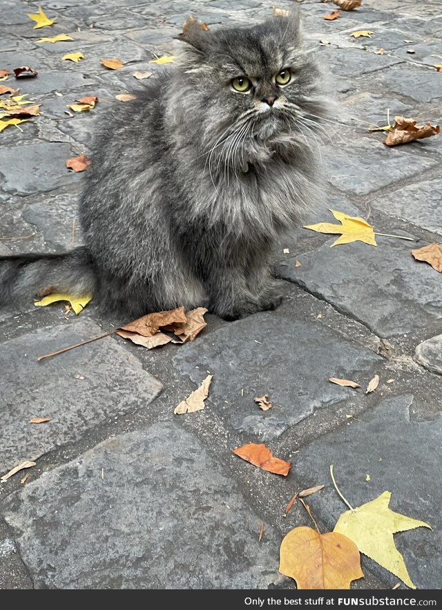 I went to Paris yesterday. I took 26 photographs and 19 of them were of this cat