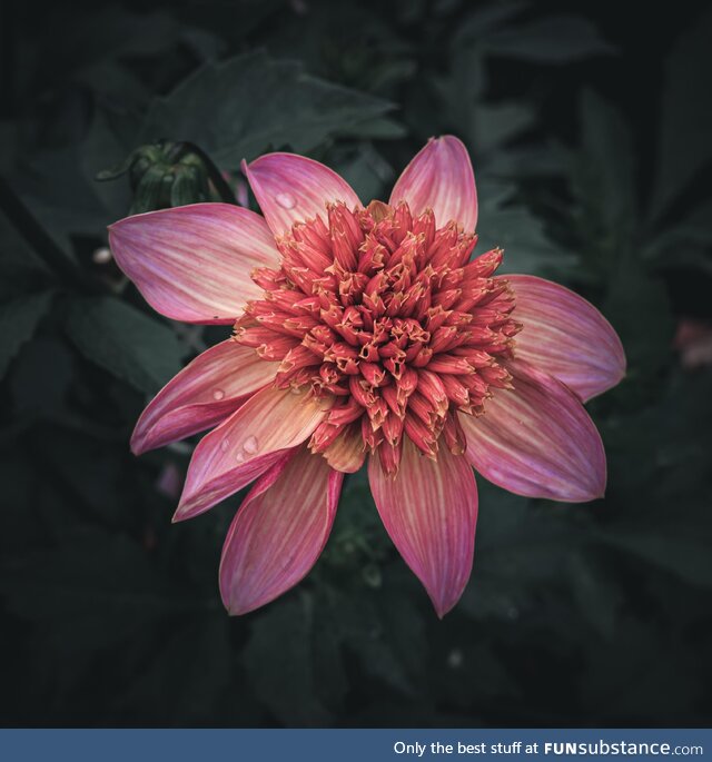 Pink Dahlia moody edit