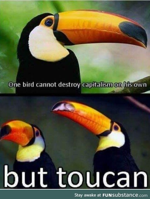 Toucans are going to destroy capitalism