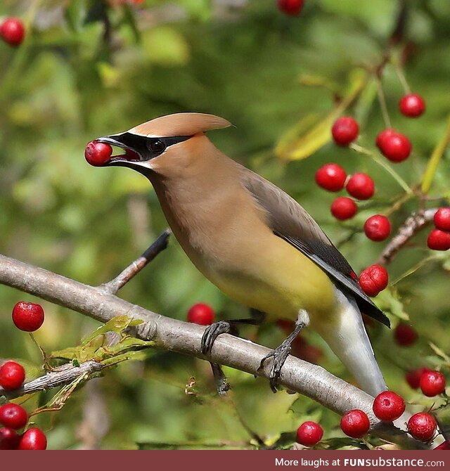 Cedar waxwing