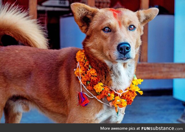 It's kukur Tihar. It's a special day where we worship dogs to honor their loyalty and