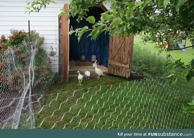 Turkeys arrived! That's Eric on the left, next to him are Eric and Eric, and then Eric in