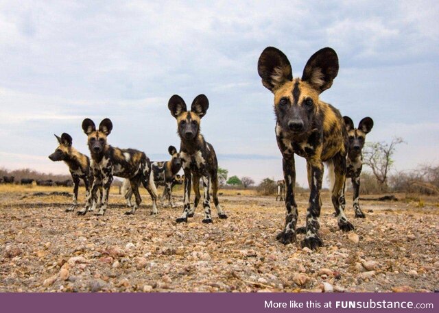 African wild dogs