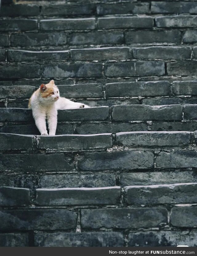 Cat on the steps